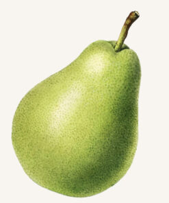 Pear