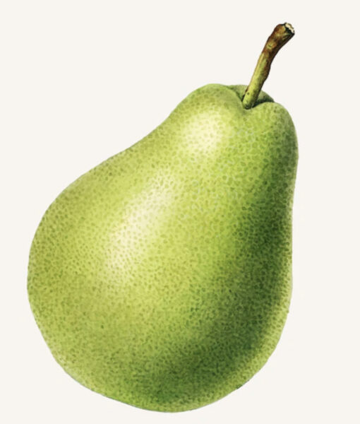 Pear